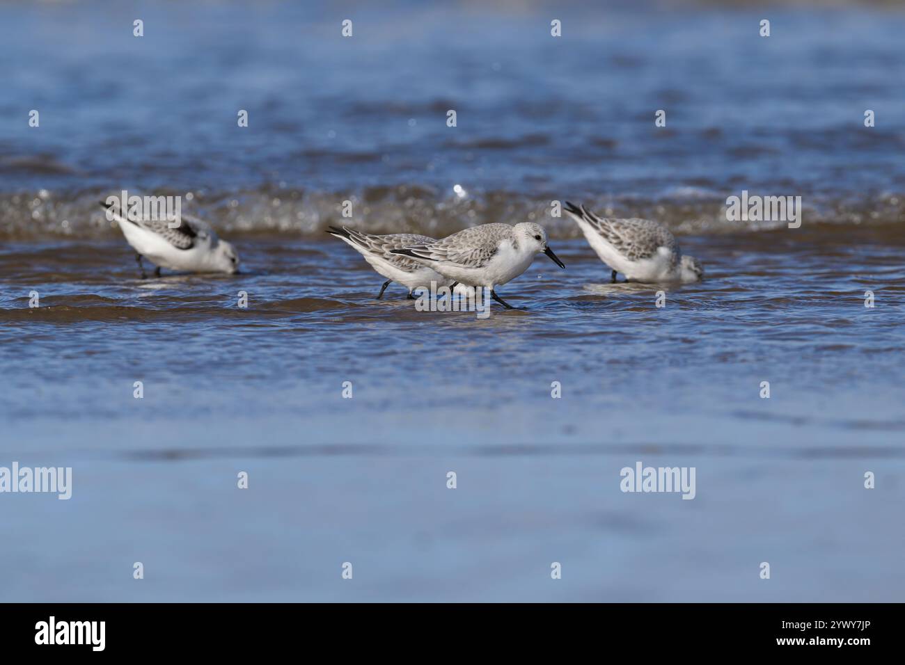 Sanderling, Titchwell, Norfolk Foto Stock
