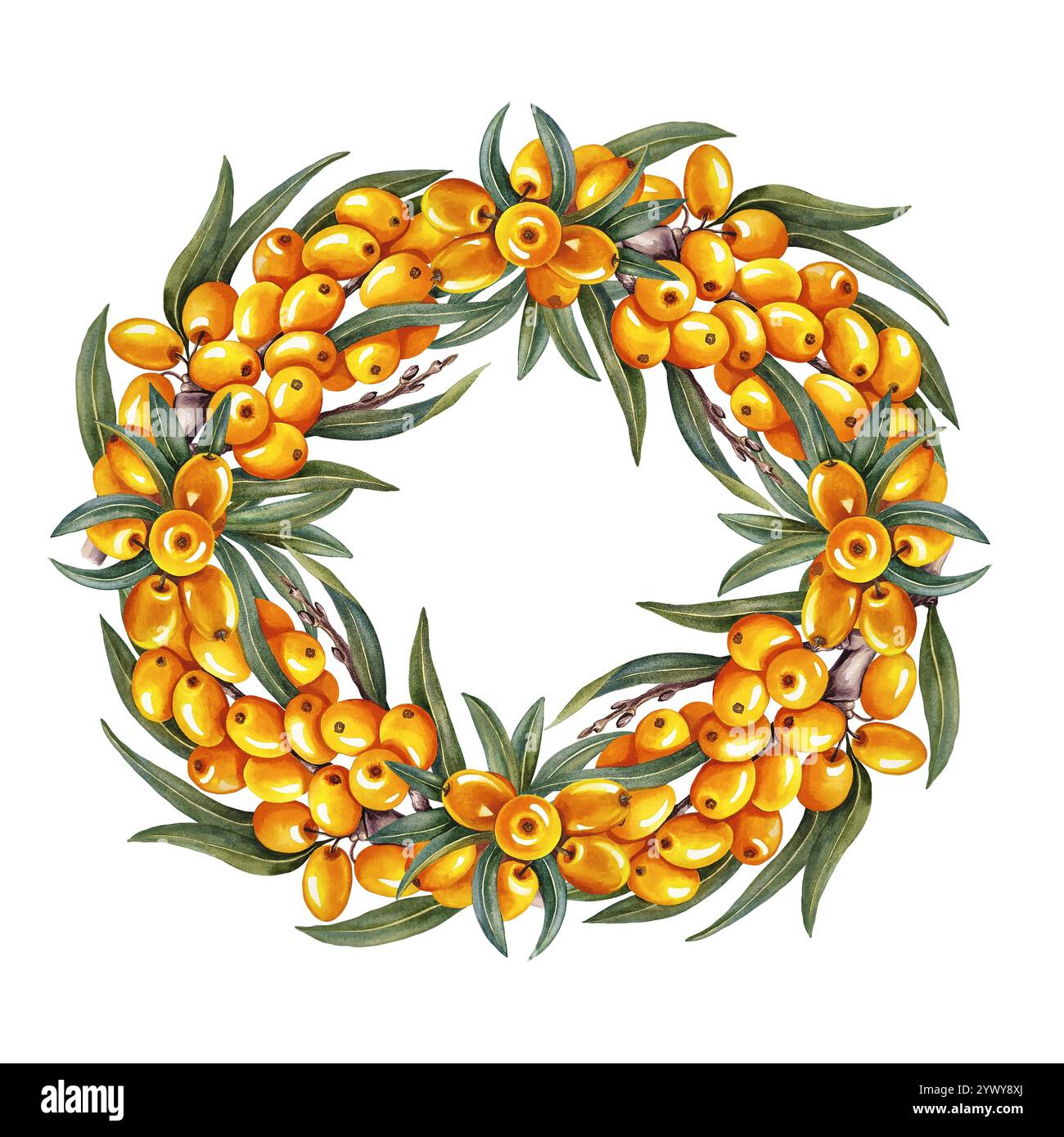 Spinoso marino. Una corona di rami con bacche di spinone marino. Illustrazione ad acquerello fatta a mano. Isolare. Per cosmetologia e prodotti farmaceutici. Per t Foto Stock