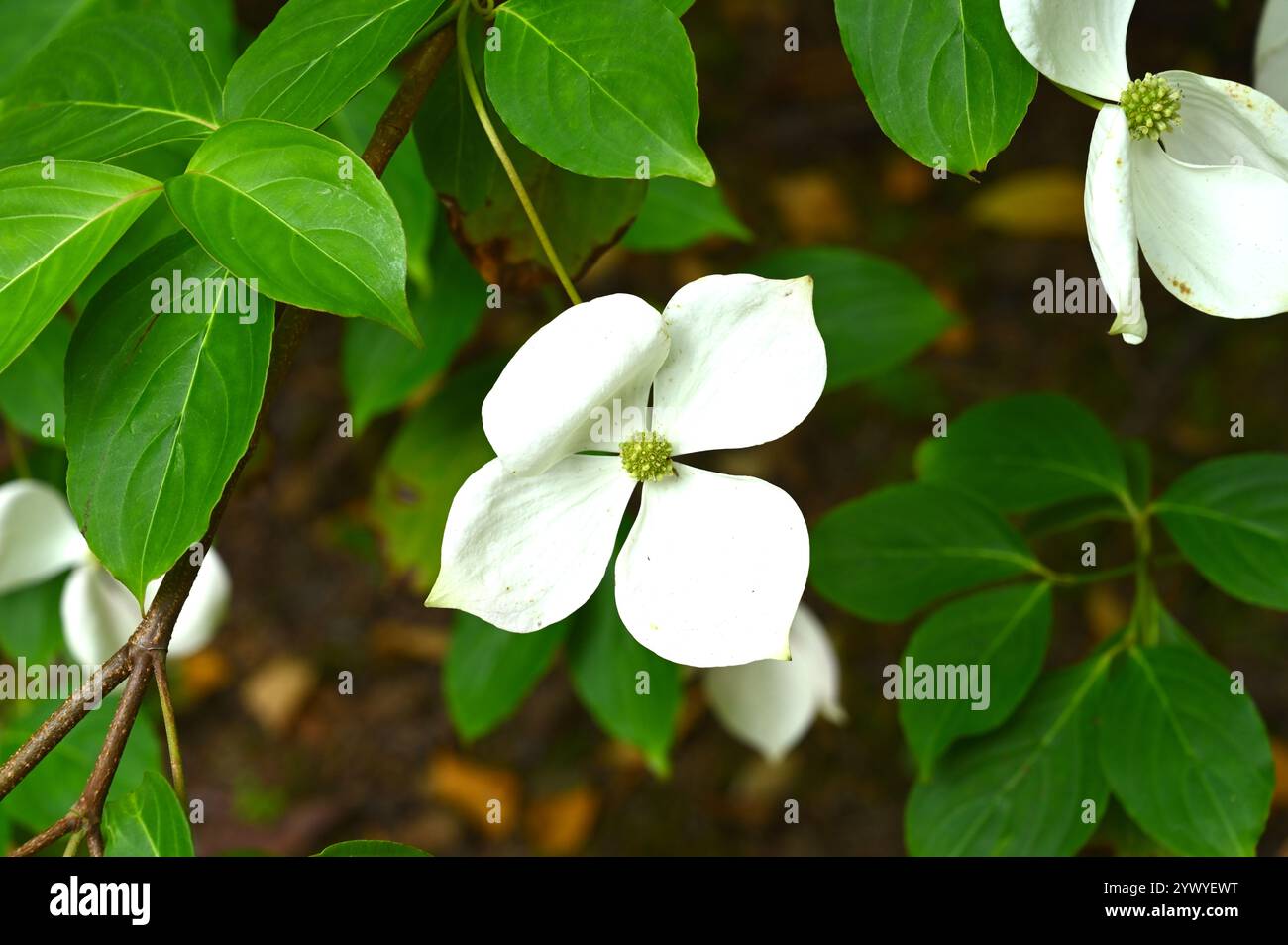 Semplici fiori bianchi estivi di Dogwood Cornus 'Norman Hadden nel giardino del Regno Unito luglio Foto Stock