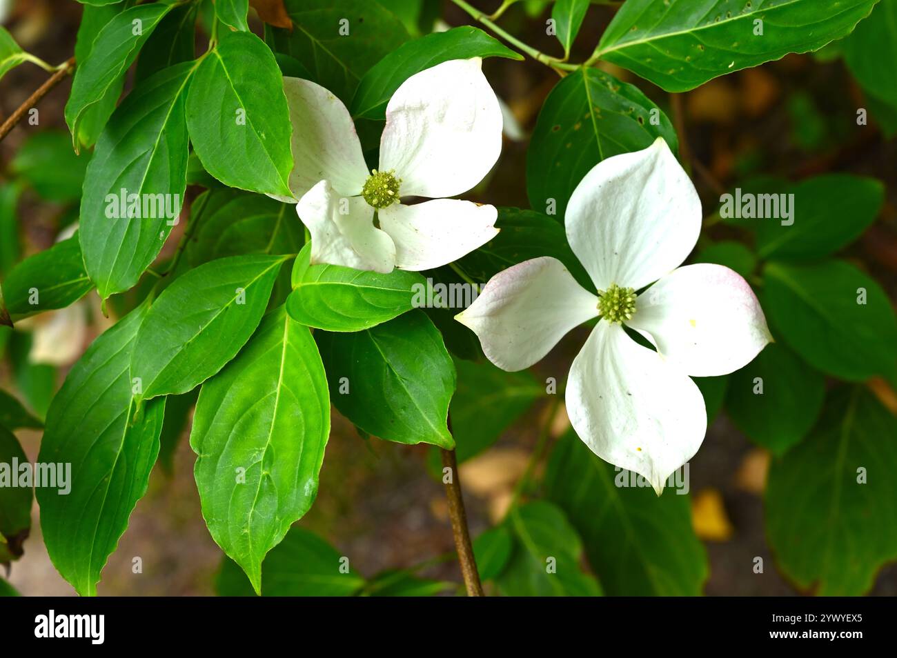Semplici fiori bianchi estivi di Dogwood Cornus 'Norman Hadden nel giardino del Regno Unito luglio Foto Stock