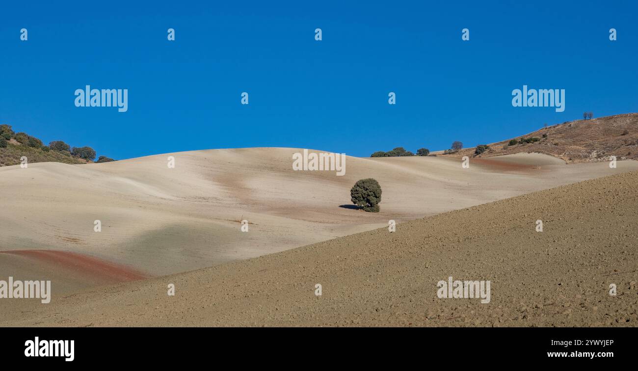 Quercia solitaria su una collina asciutta in una soleggiata mattinata d'autunno Foto Stock