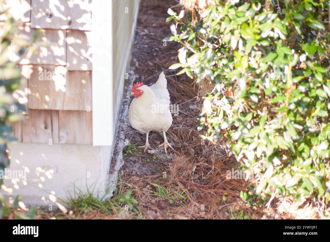 Polli da cortile per compensare l'alto costo delle uova! Foto Stock