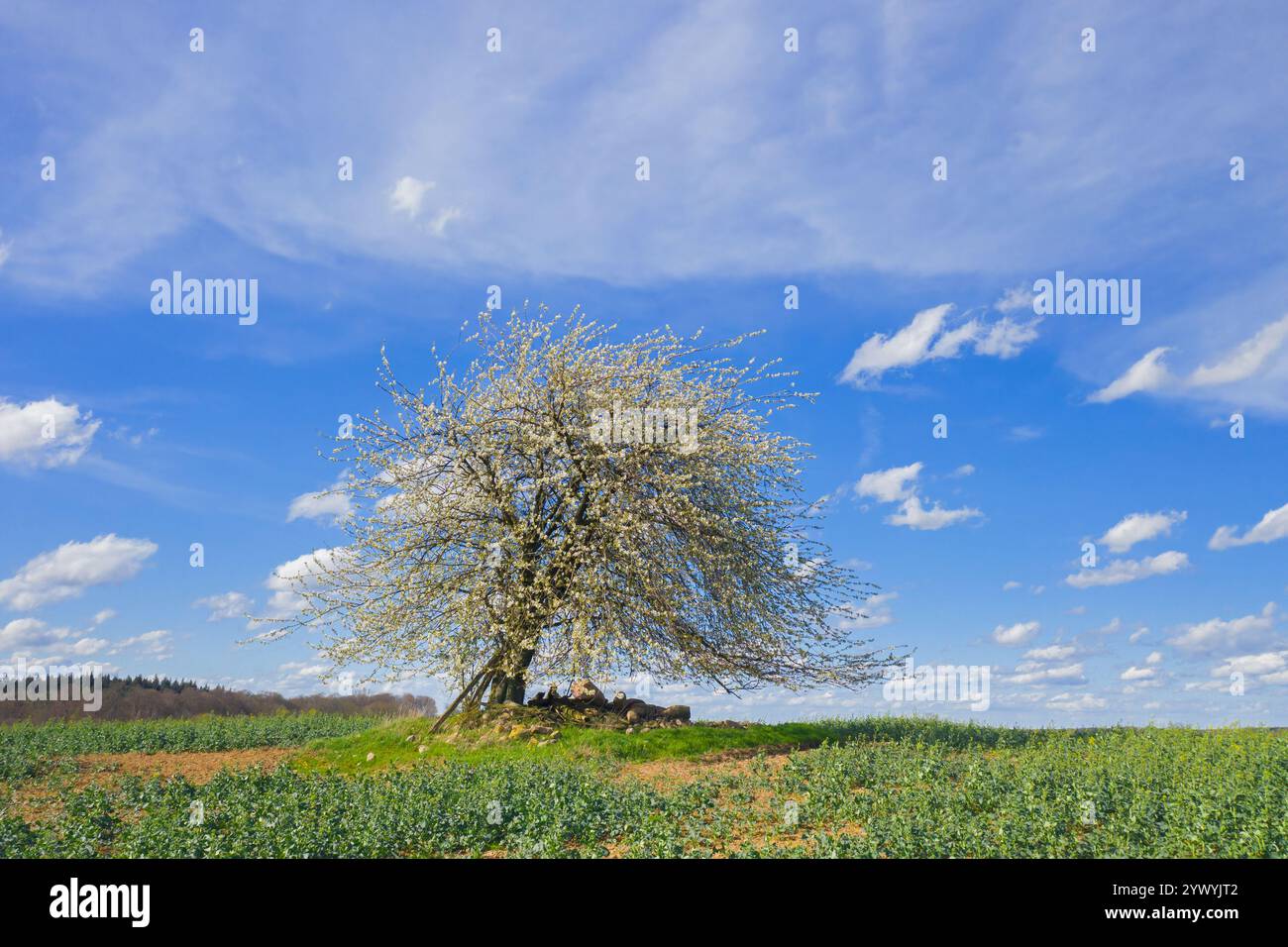 Ciliegia selvatica / ciliegia dolce / geana (Prunus avium / Cerasus avium) albero da frutto solitario che fiorisce in campo in primavera Foto Stock