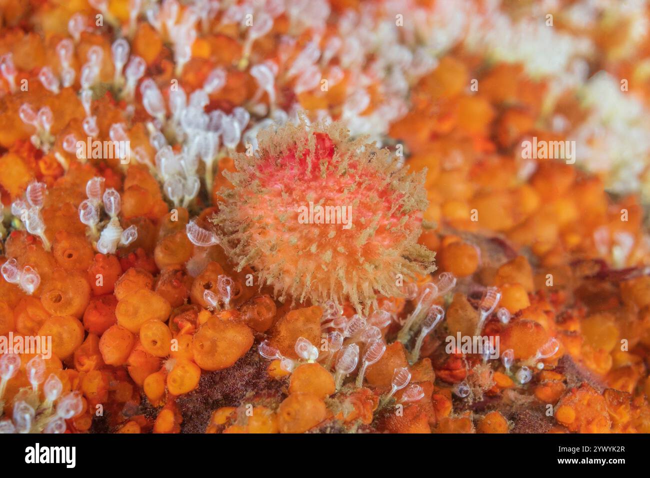 Lo squirto marino peloso Boltenia villosa, il molo di Keystone, l'area di conservazione marina di Keystone, Fort Casey State Park, Admiralty Bay, Whidbey Island, Washington, ora Foto Stock