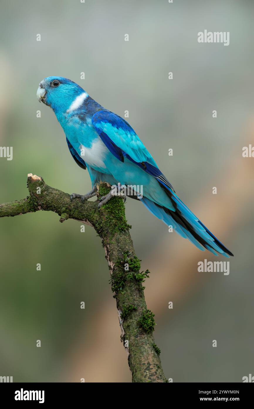 Mutazione blu mallee collo di anello, Barnardius zonarius barnardi Foto Stock