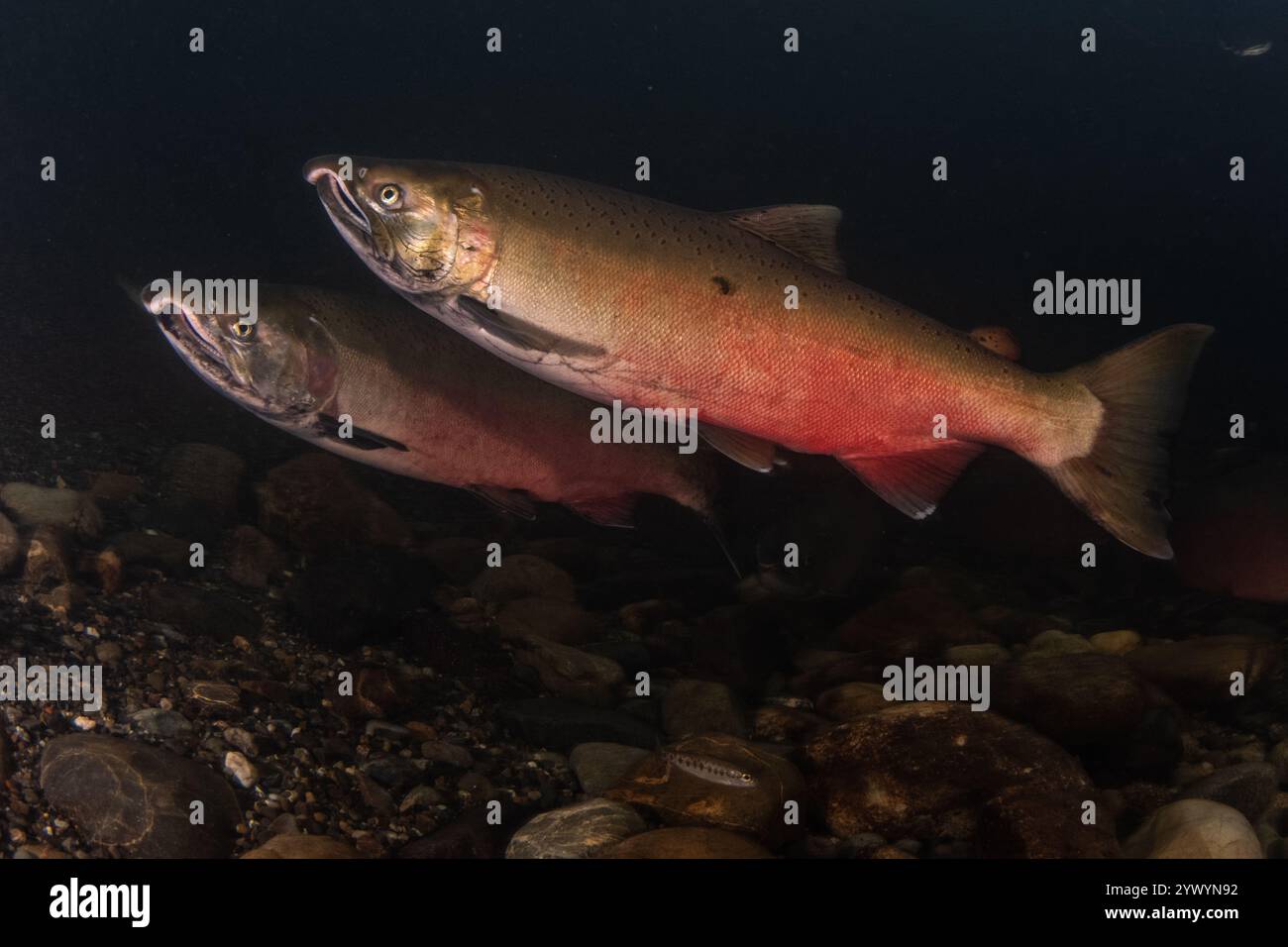 Salmone di Coho (Oncorhynchus kisutch) che nuota verso il monte per riprodursi nella California settentrionale. I maschi diventano rossi in preparazione alla riproduzione. Foto Stock