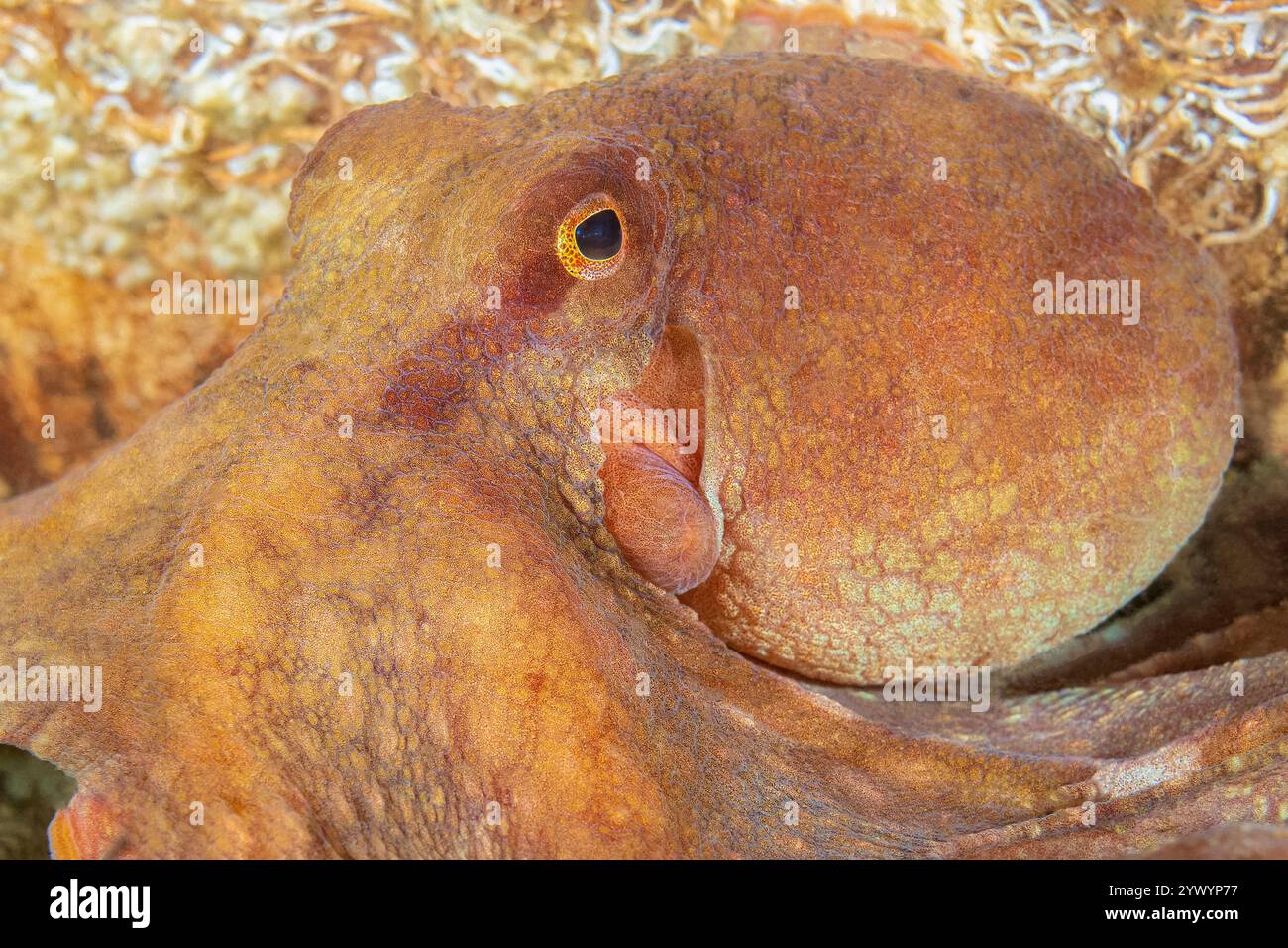 Polpo gigante del Pacifico, Enteroctopus dofleini, Puget Sound, Redondo, Des Moines, Washington, Stati Uniti, Oceano Pacifico Foto Stock