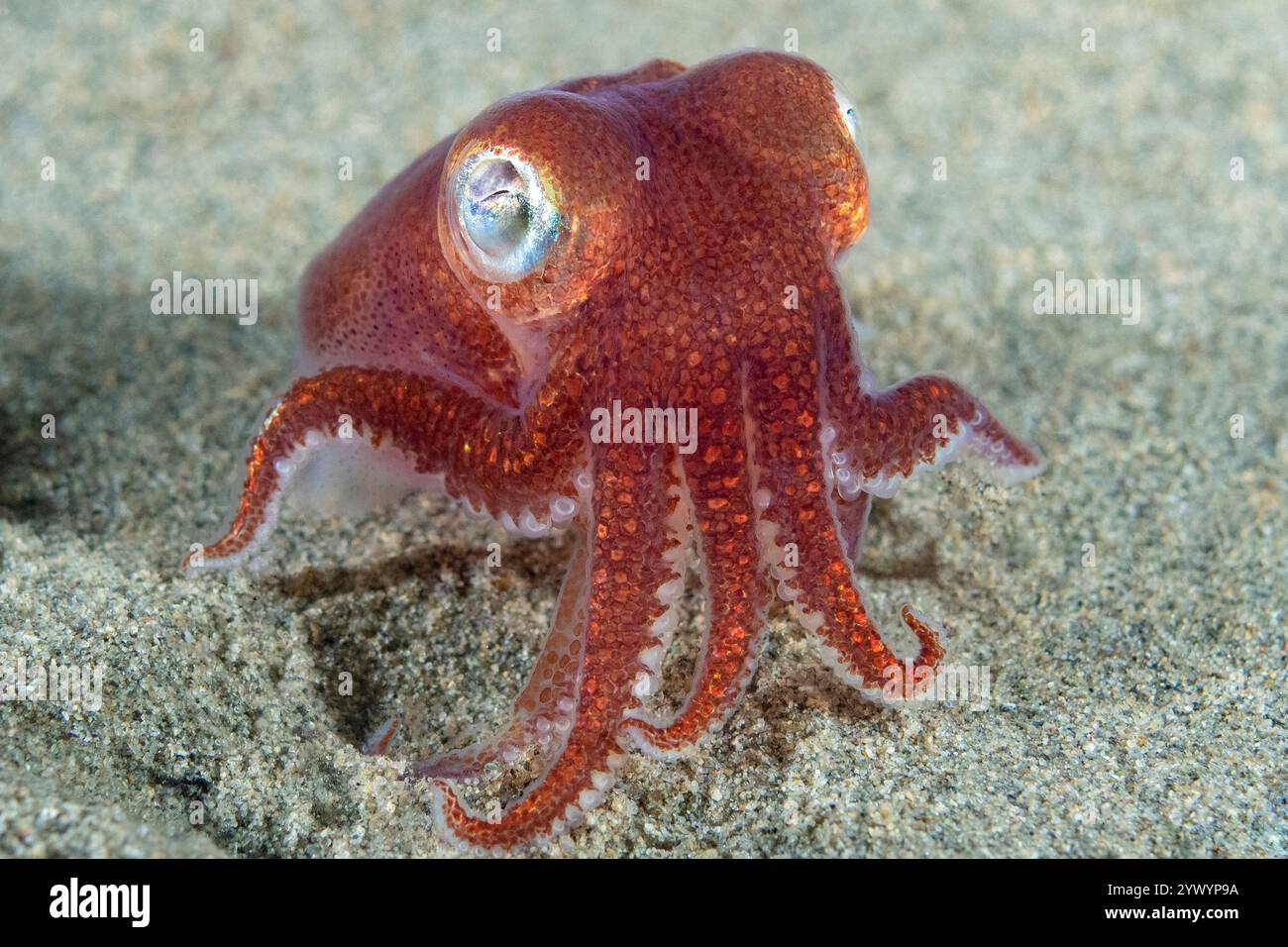 Calamari corposi o calamari corazzati del Pacifico, Rossia pacifica, Puget Sound, Pacific Northwest, Alki Beach Park, Seattle, Washington, Stati Uniti, Oceano Pacifico Foto Stock