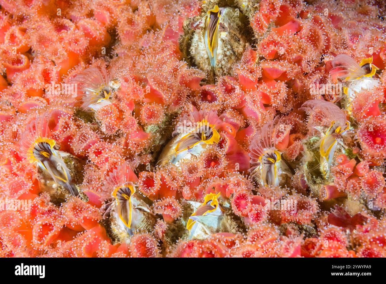 Ghianda gigante barnacle, Balanus nubilus, anemone di fragole Corynactis californica, Long Island, San Juan Islands, Washington, Stati Uniti, oceano Pacifico Foto Stock