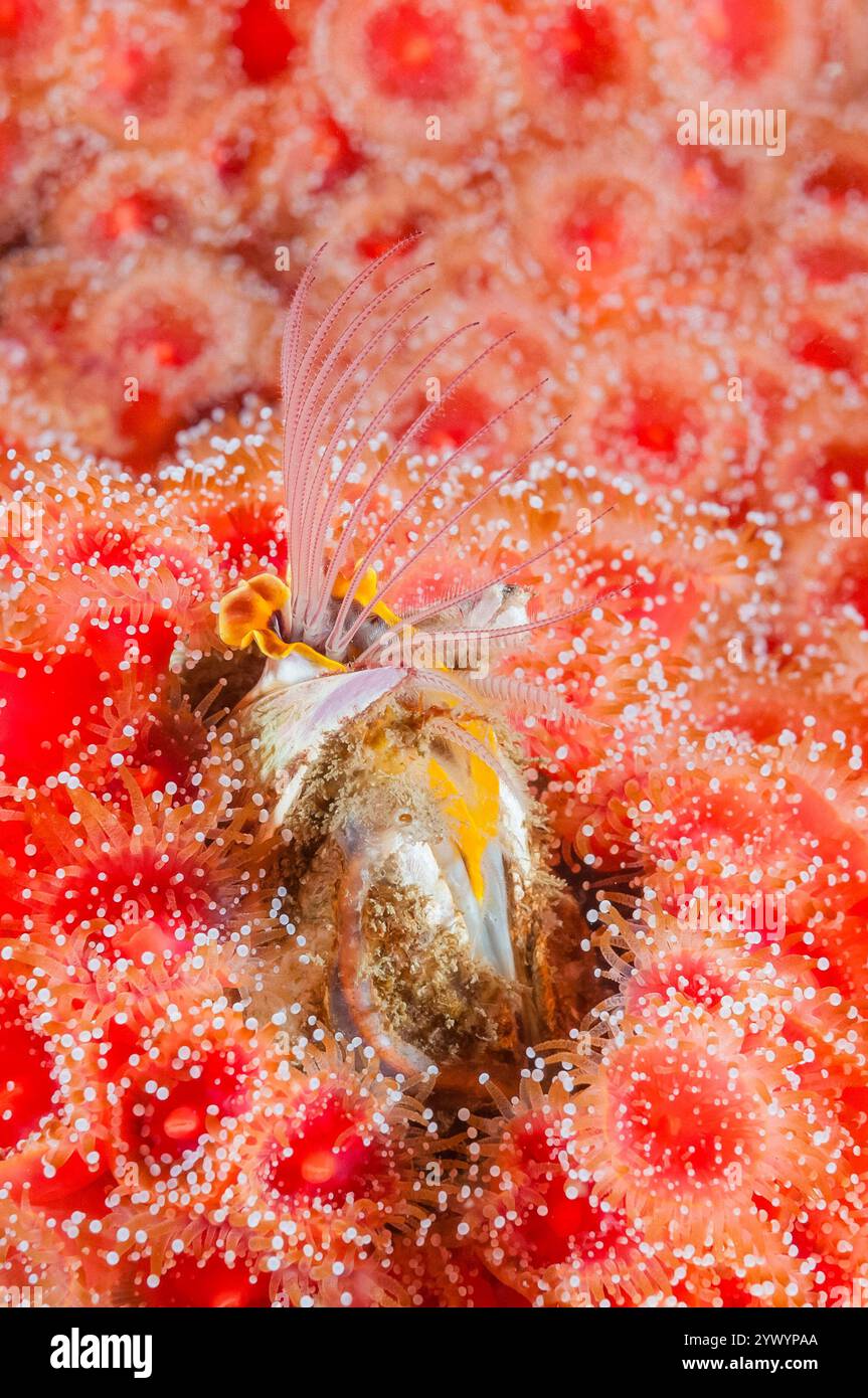 Ghianda gigante barnacle, Balanus nubilus, anemone di fragole Corynactis californica, Long Island, San Juan Islands, Washington, Stati Uniti, oceano Pacifico Foto Stock
