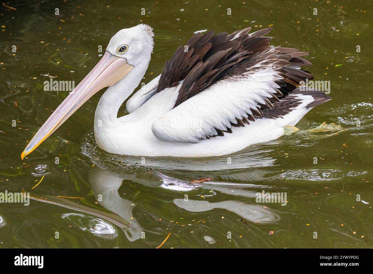 Pellicano australiano, Pelecanus conspicillatus, Bali, Indonesia Foto Stock