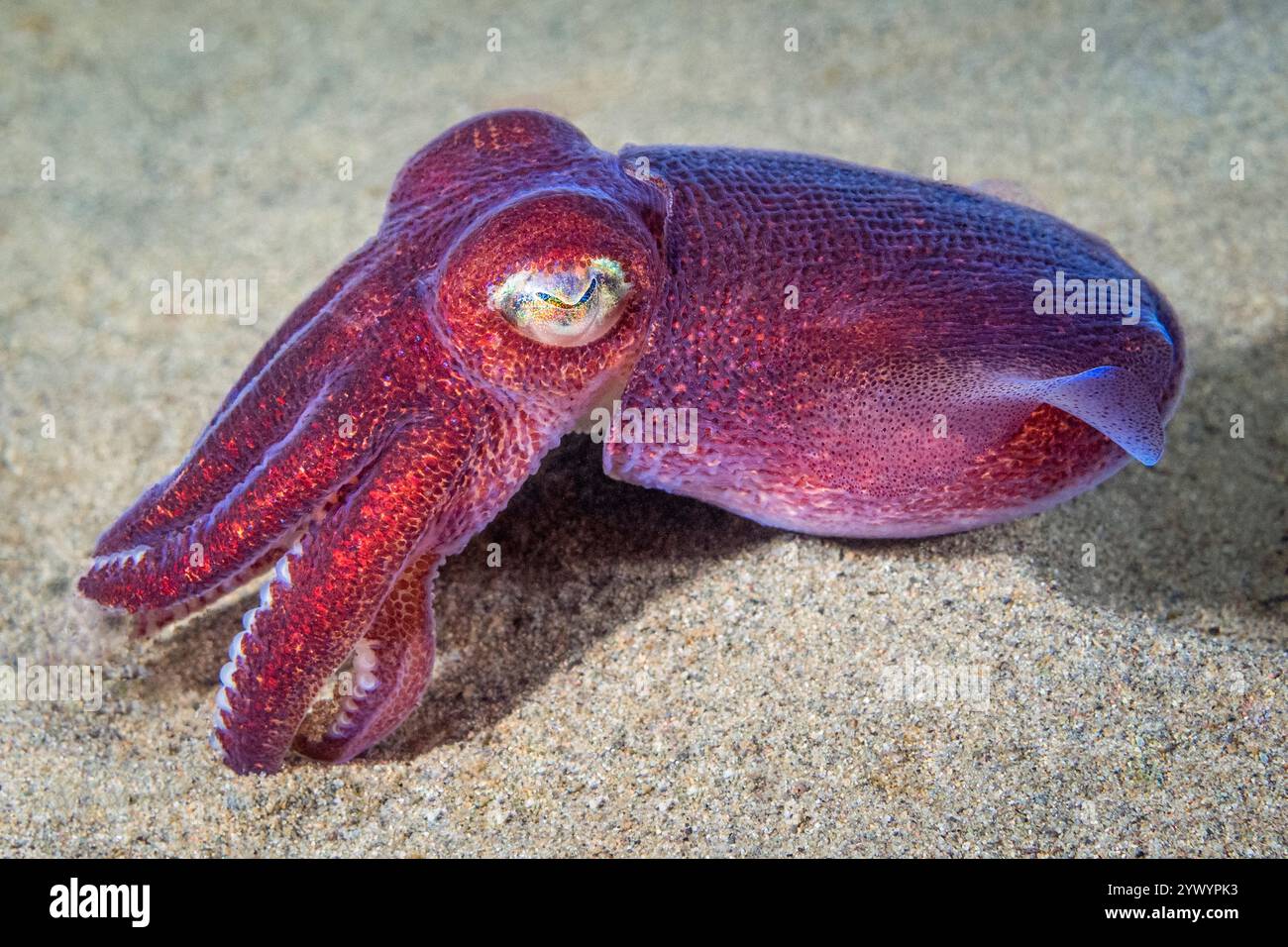 Calamari corposi, Rossia pacifica, calamari corazzati, Alki Junkyard, Puget Sound, Salish Sea, Seattle, Washington, Stati Uniti, Oceano Pacifico Foto Stock