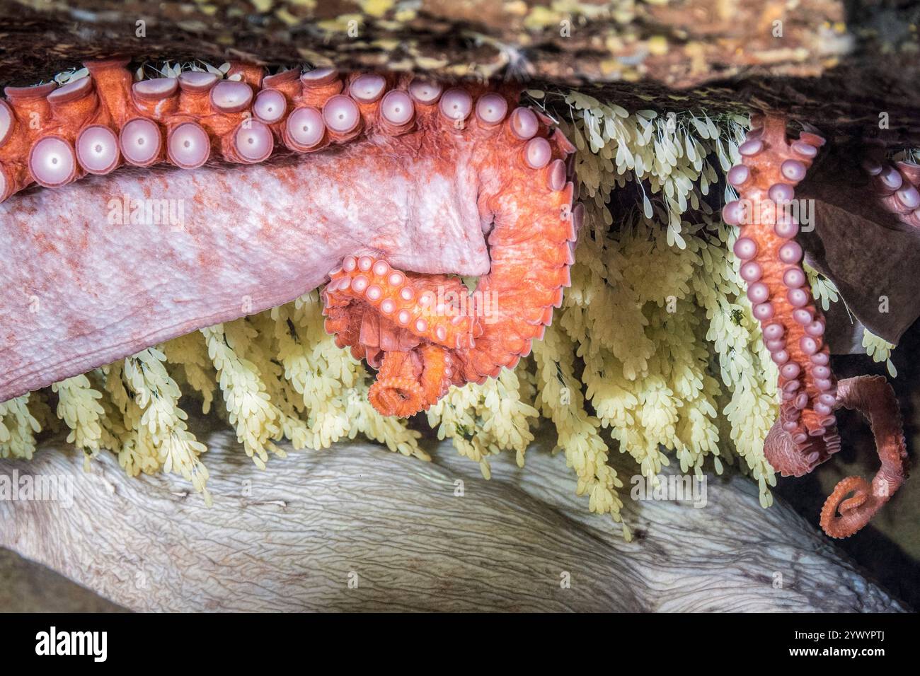 Polpo gigante del Pacifico, Enteroctopus dofleini, uova da masticare in tana, Sund Rock, Hood Canal, Hoodsport, Washington, Stati Uniti, Mare di Salish, Oceano Pacifico Foto Stock