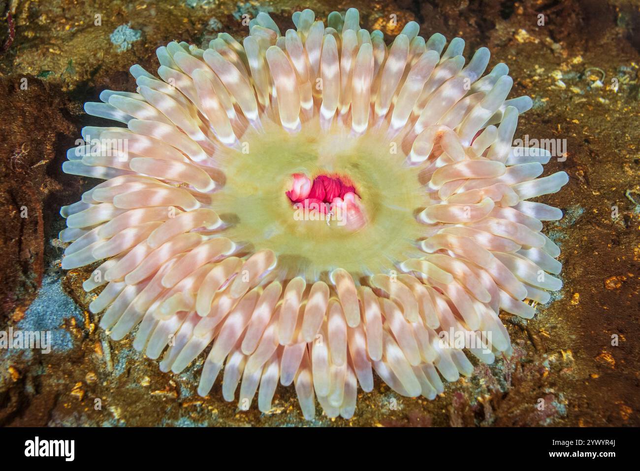 Anemone con perline rosse, o anemone con rose stubby, Urticina coriacea, Bainbridge Island, Puget Sound, Washington, Stati Uniti, Mare di Salish, Oceano Pacifico Foto Stock