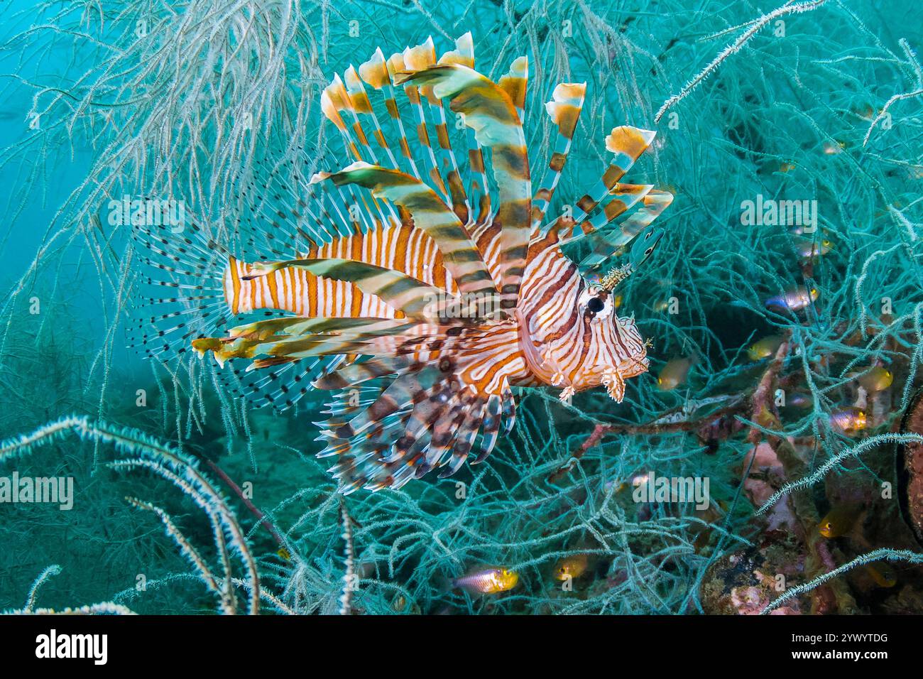 Leone rosso o leone comune, Pterois volitans, nuoto attraverso coralli neri, Antipathes sp., Triton Bay, Papua occidentale, Indonesia, oceano Indo-Pacifico Foto Stock