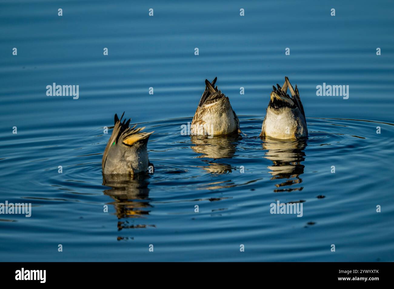 Tè con alghe verdi (Anas carolinensis) che si nutrono sott'acqua al Juanita Bay Park, Lake Washington a Kirkland, Washington State, Stati Uniti. Foto Stock