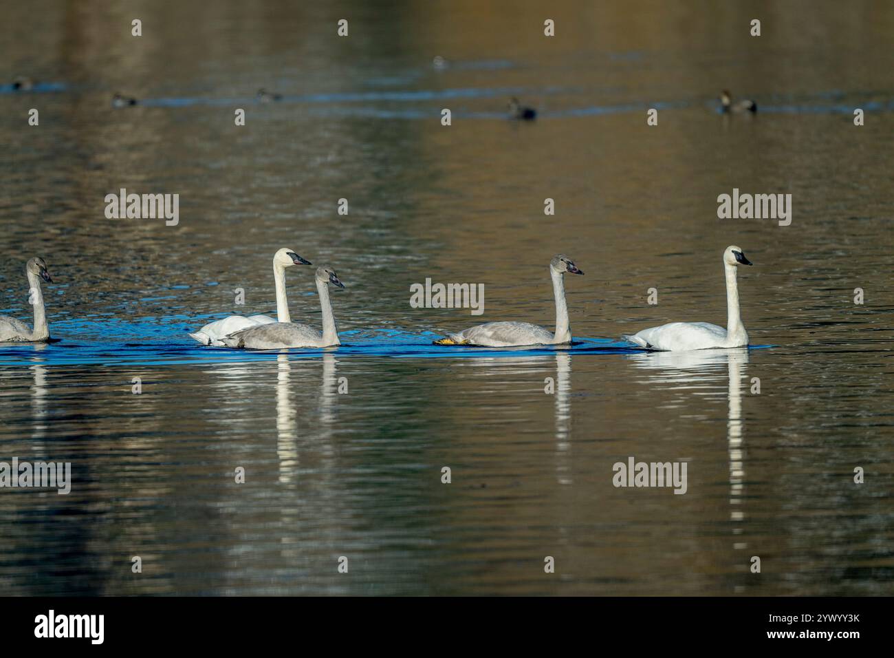 Una famiglia di cigni trombettieri (Cygnus buccinator) (gli uccelli giovani sono grigi) che nuotano sull'acqua al Juanita Bay Park, sul lago Washington a Kirkland, Washingt Foto Stock