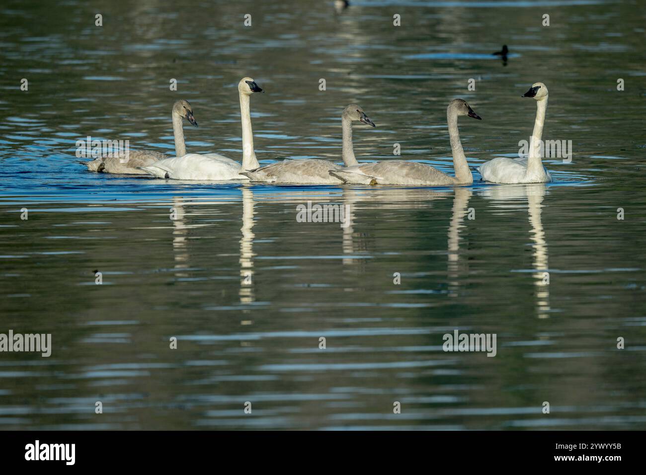 Una famiglia di cigni trombettieri (Cygnus buccinator) (gli uccelli giovani sono grigi) che nuotano sull'acqua al Juanita Bay Park, sul lago Washington a Kirkland, Washingt Foto Stock