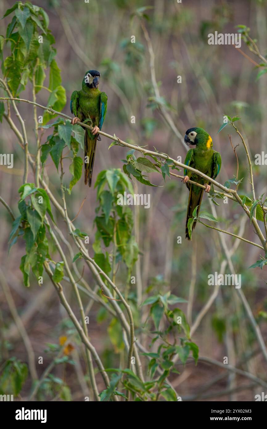 Pappagalli con colletto dorato o pappagalli con colletto giallo (Primolius auricollis) appollaiati su un arbusto vicino a uno stagno per bere acqua vicino al Piuval Lodge nel Nor Foto Stock