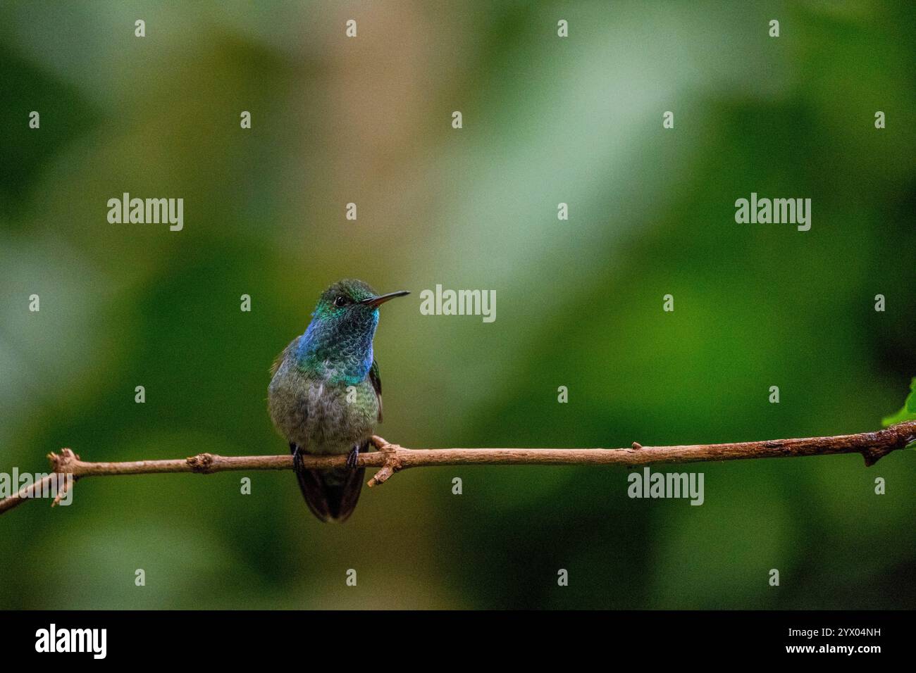 Un colibrì di smeraldo (Chrysuronia versicolor), arroccato su un ramo in un giardino vicino alle cascate dell'Iguazú, Argentina. Foto Stock