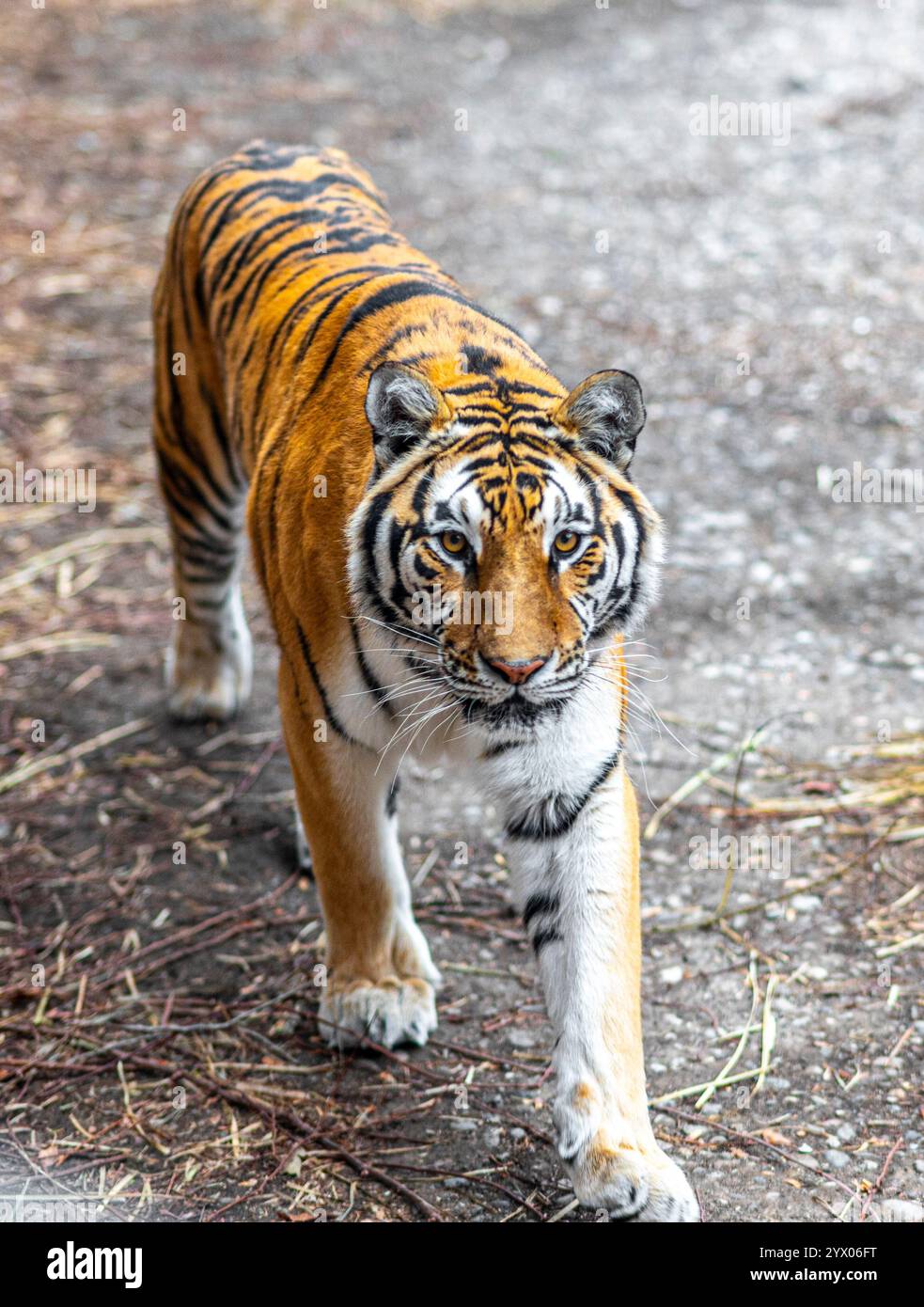 Passeggiata nella maestosa tigre del Bengala nell'habitat naturale Foto Stock