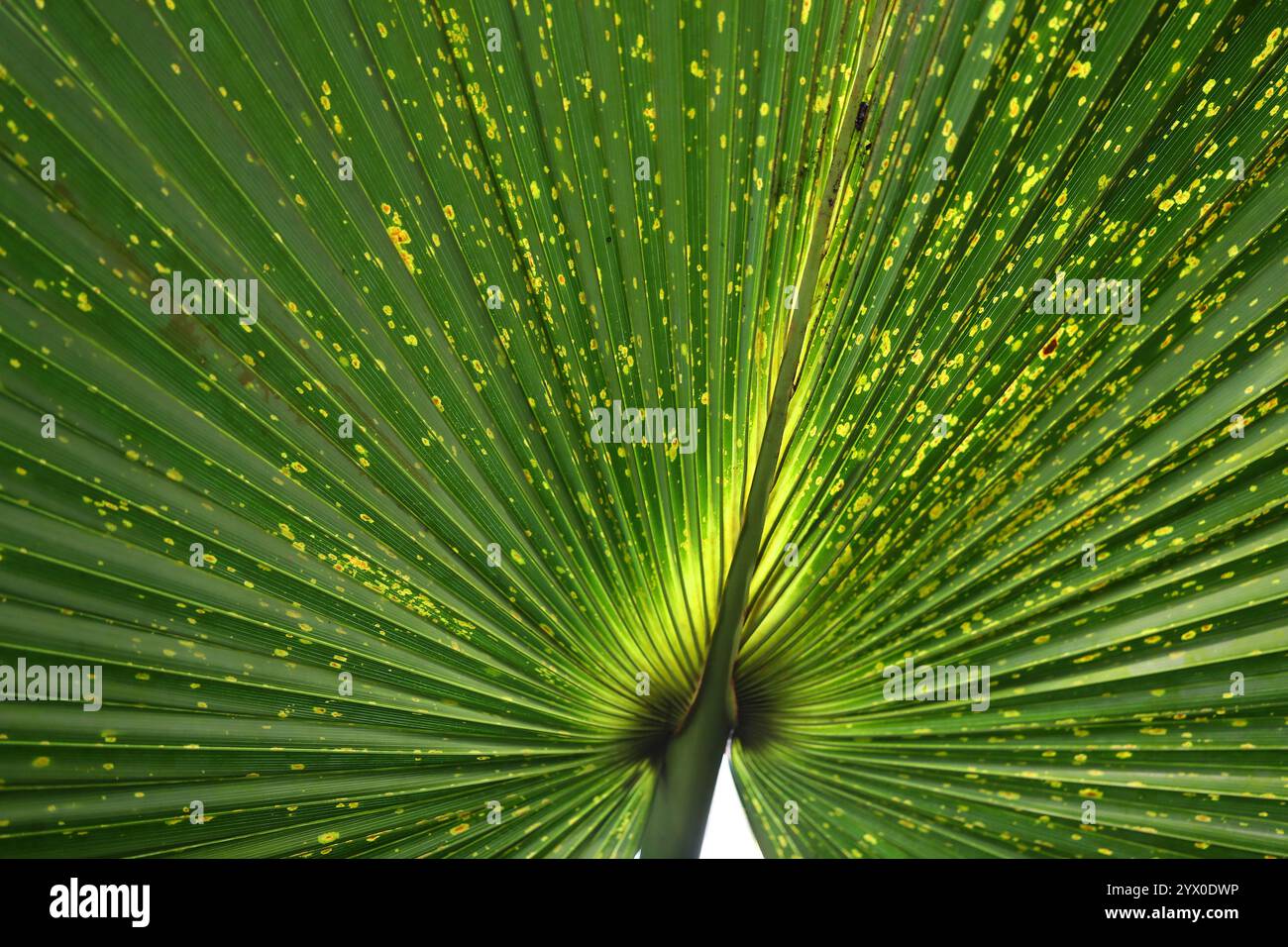 Nano Palmetto, Sabal sp., Arecaceae. Stati Uniti sud-orientali e Messico, Nord America. Foto Stock