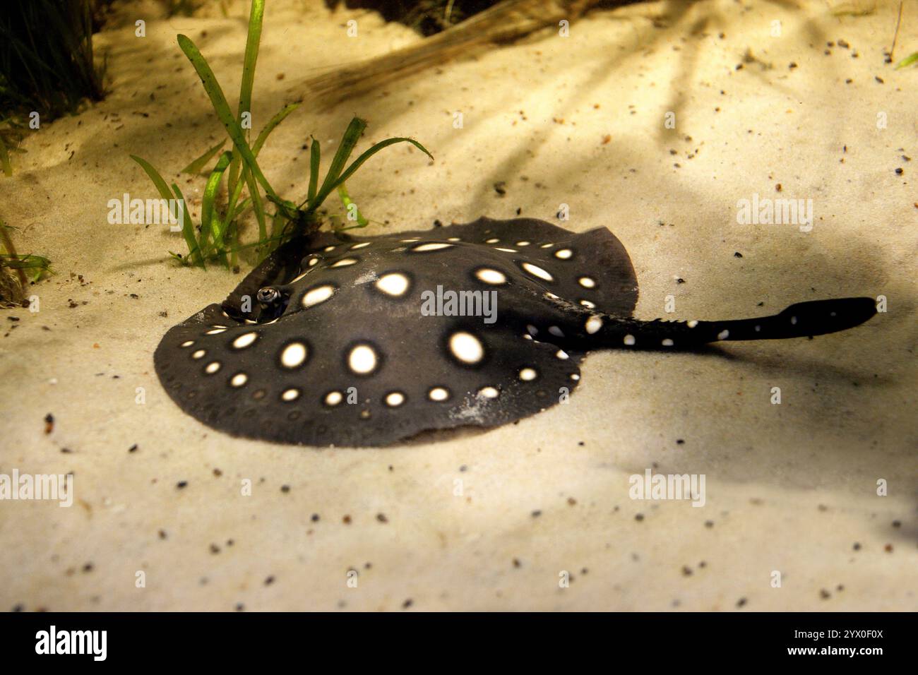 Il raggio dei fiumi Xingu, il fiume Stingray, il fiume Stingray, il fiume Stingray, il fiume Polka-dot Stingray, il Potamotrygon leopoldi, il Potamotrygonidae. Xingu e il fiume fresco Foto Stock