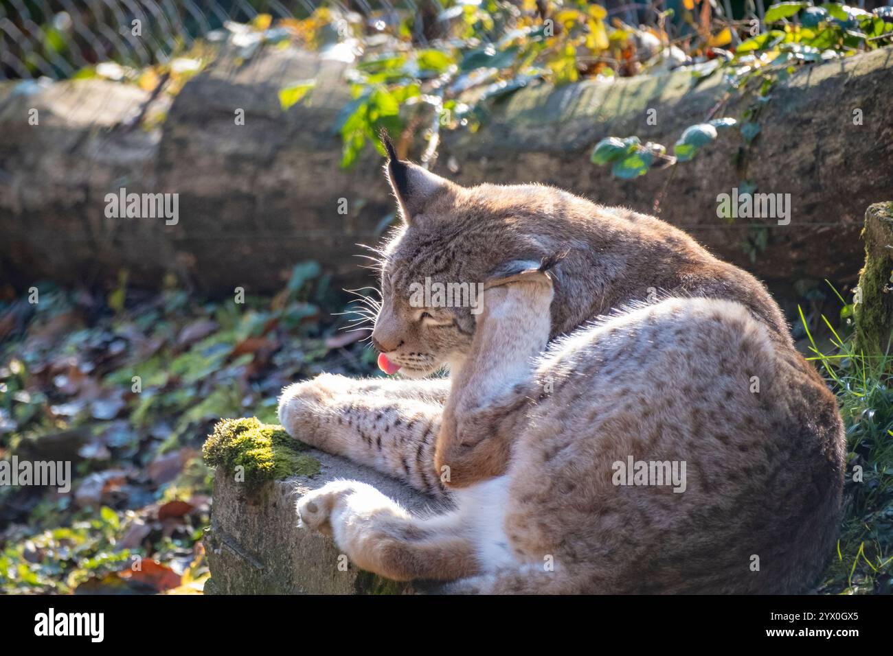 Foto ravvicinata di una meravigliosa e timida lince nella natura austriaca Foto Stock