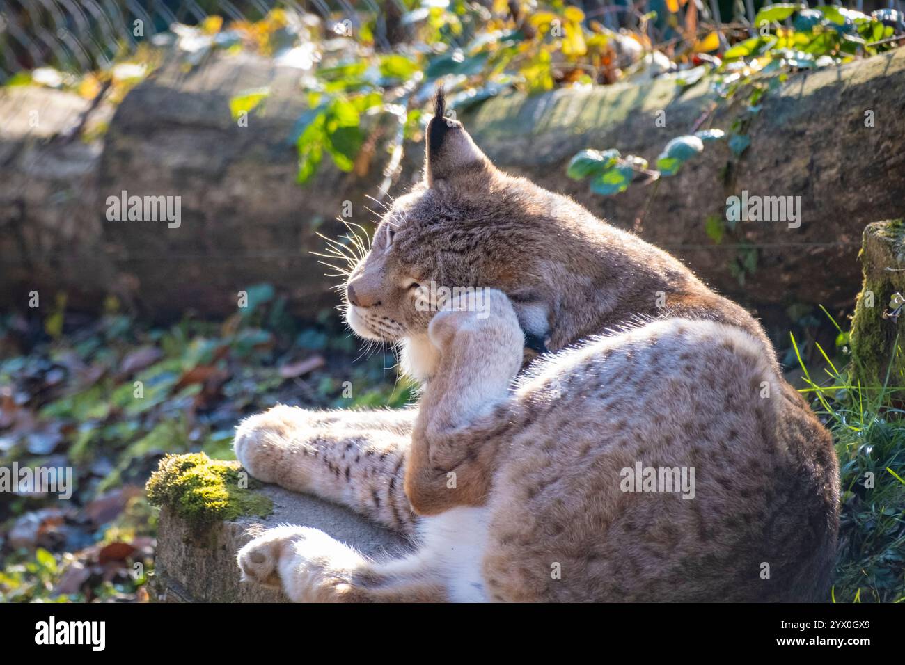 Foto ravvicinata di una meravigliosa e timida lince nella natura austriaca Foto Stock