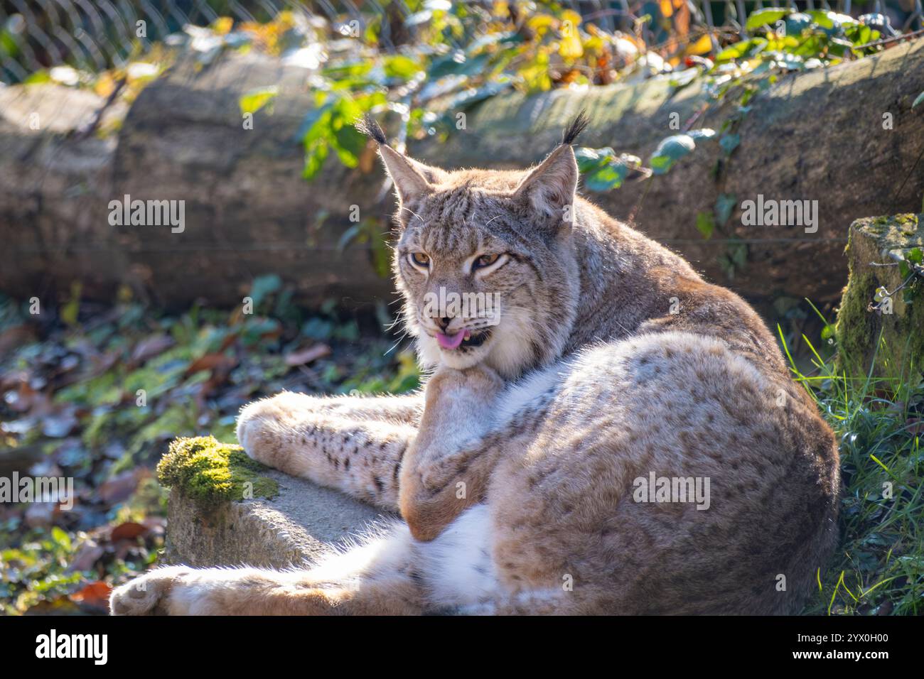 Foto ravvicinata di una meravigliosa e timida lince nella natura austriaca Foto Stock