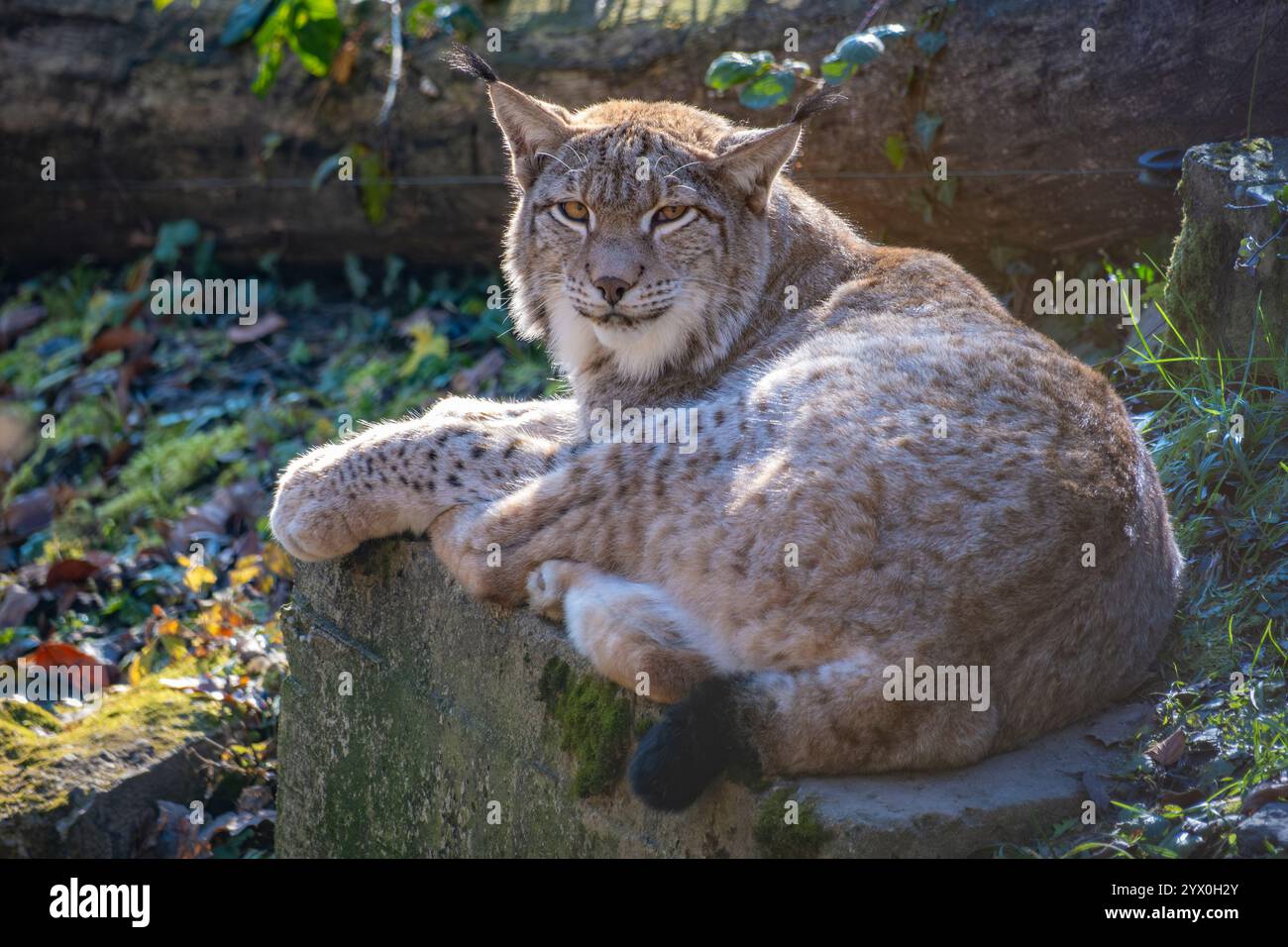 Foto ravvicinata di una meravigliosa e timida lince nella natura austriaca Foto Stock