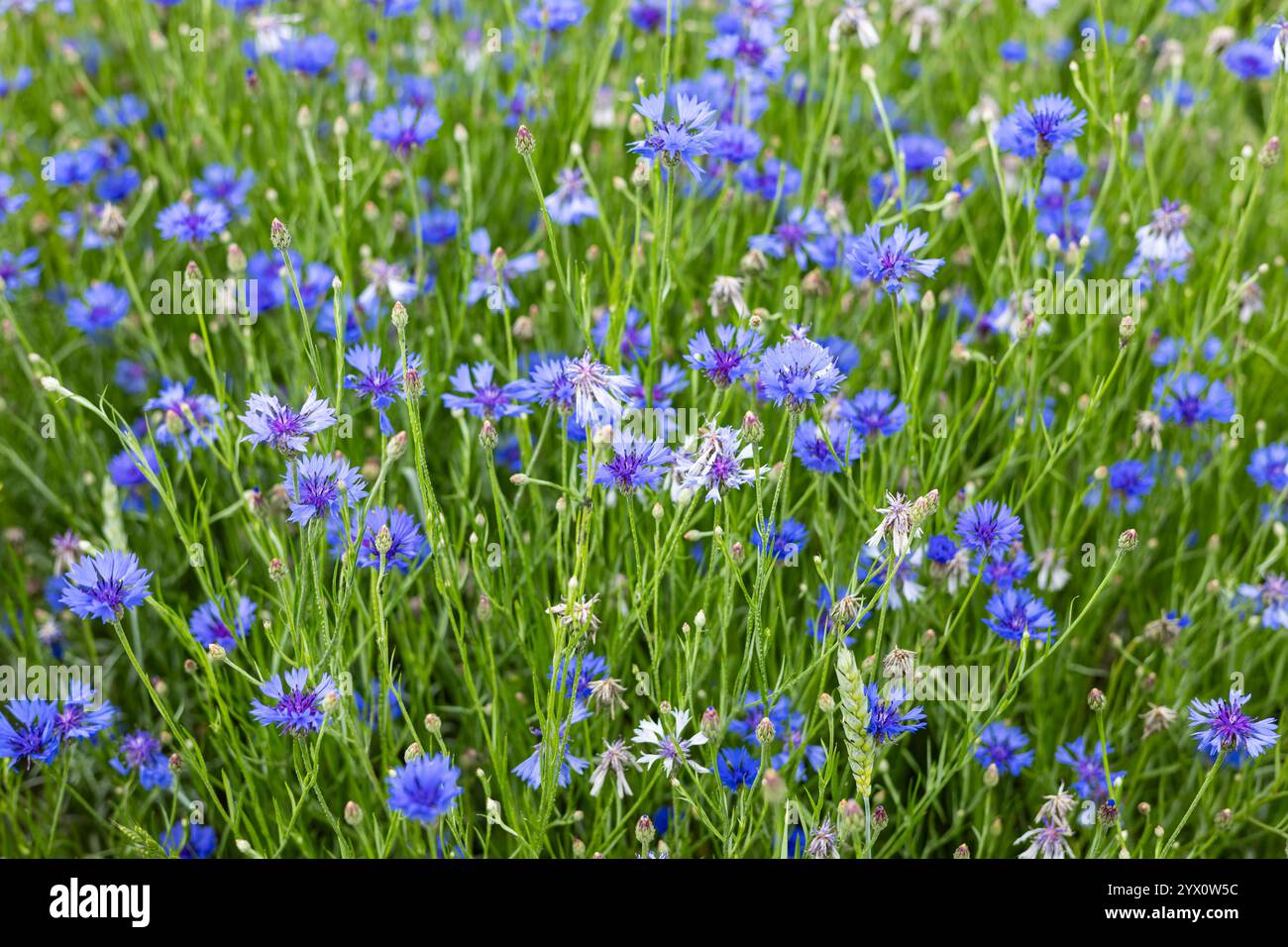 Campo di vibranti fiori di mais blu che fioriscono in un prato verde lussureggiante in una giornata estiva soleggiata, creando un pittoresco paesaggio naturale Foto Stock