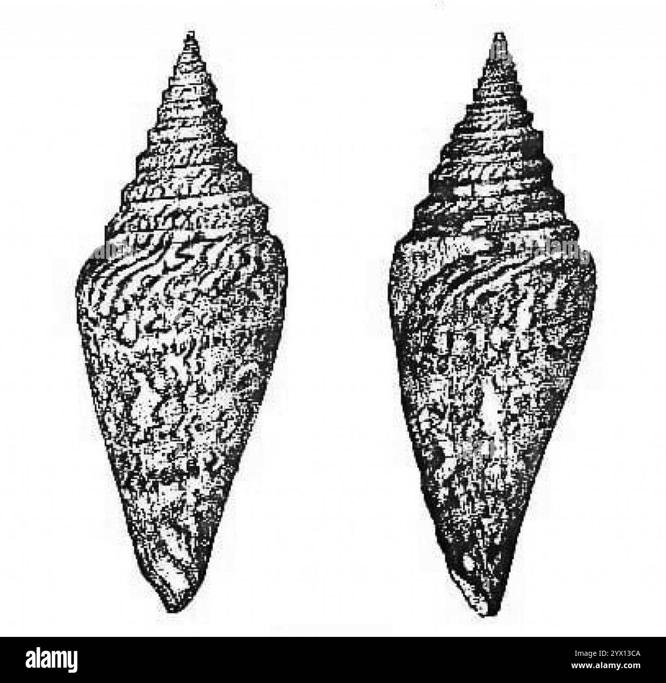Conus excelsus G. B. Sowerby III; in Description of a New species of the Genus Conus (1908) immagine più grande. Foto Stock