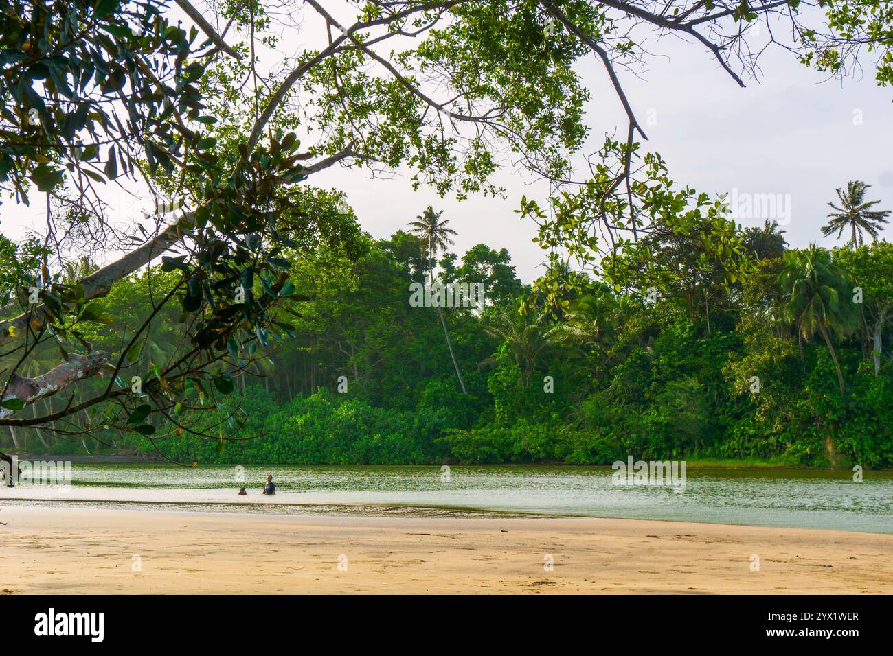 Paesaggio di bellezza indonesiana risaie nel nord di bengkulu, splendida vista naturale mattutina dall'Indonesia delle montagne e della foresta tropicale Foto Stock