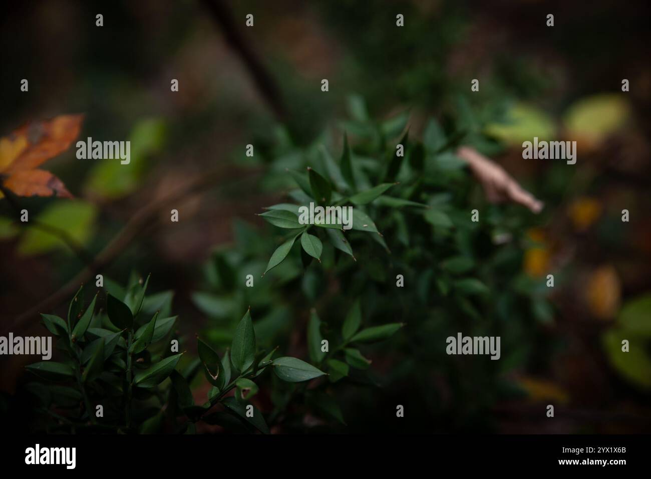 La sfocatura selettiva su Ruscus aculeatus (scopa da macellaio) mostra foglie verdi appuntite all'ombra della foresta. La delicata attenzione mette in risalto questo silenzioso pla di sottofondo Foto Stock