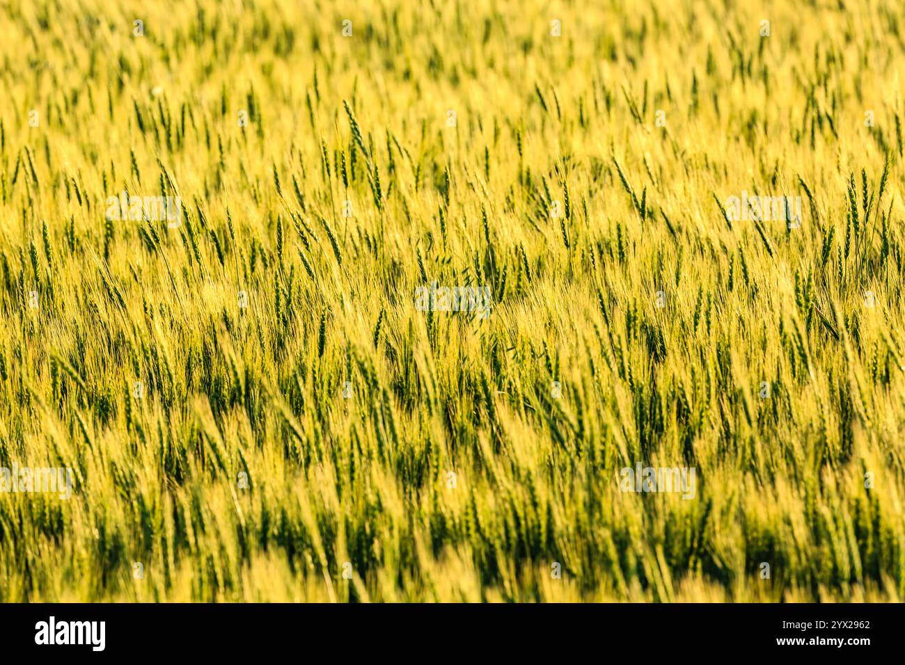 Un campo di erba alta di colore giallo chiaro. L'erba è alta e verde, e sembra che stia ondeggiando nel vento. Il campo è vasto e aperto, Foto Stock