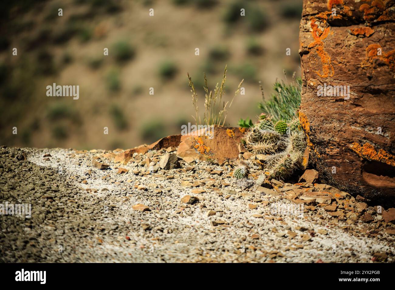 Una collina rocciosa con una piccola pianta che cresce da una crepa nella roccia. L'immagine ha un senso di solitudine e isolamento, con la pianta in piedi da sola Foto Stock