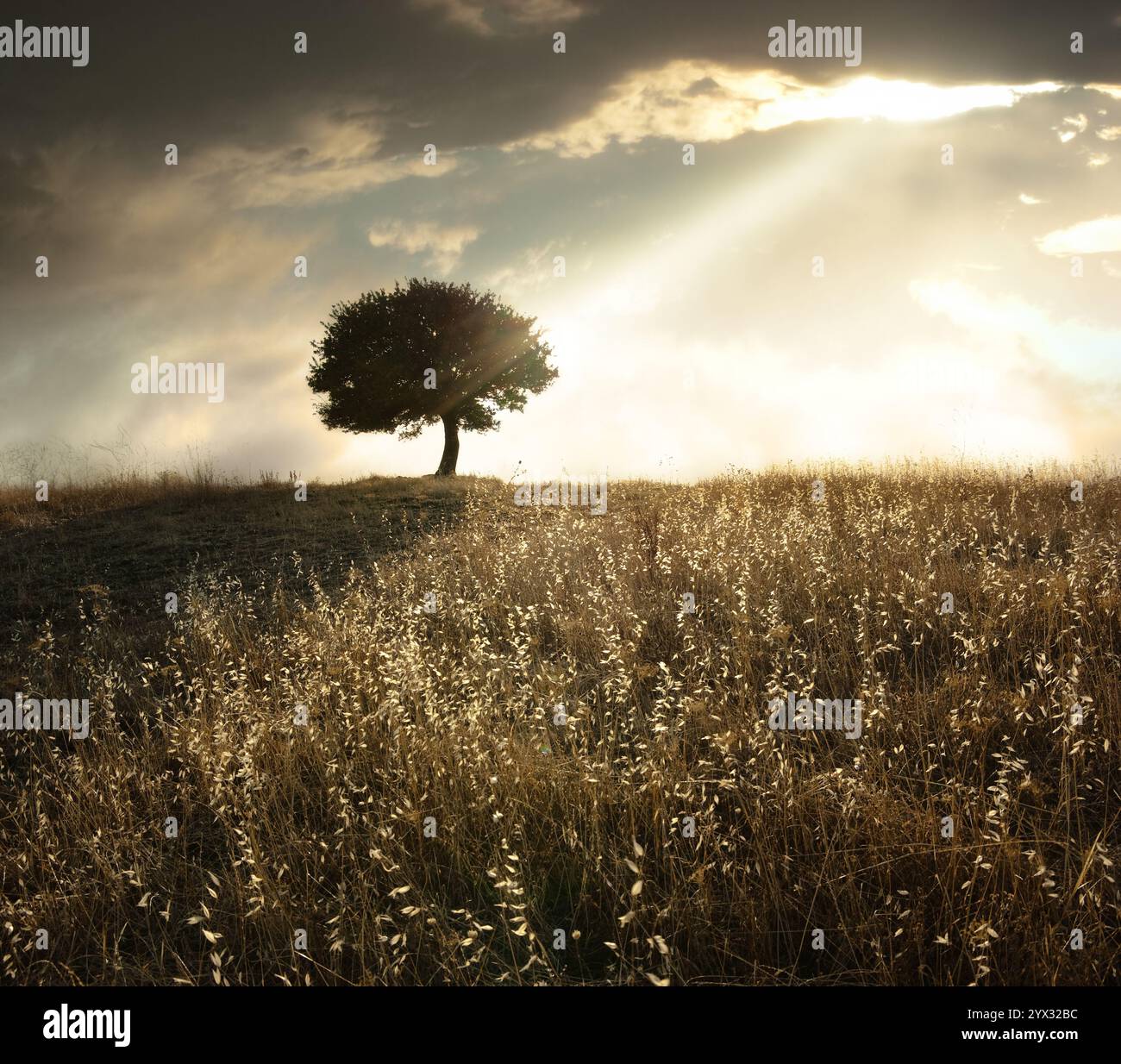 un raggio di luce si rompe attraverso il cielo drammatico a. tramonto e colpire un albero di quercia solitario Foto Stock