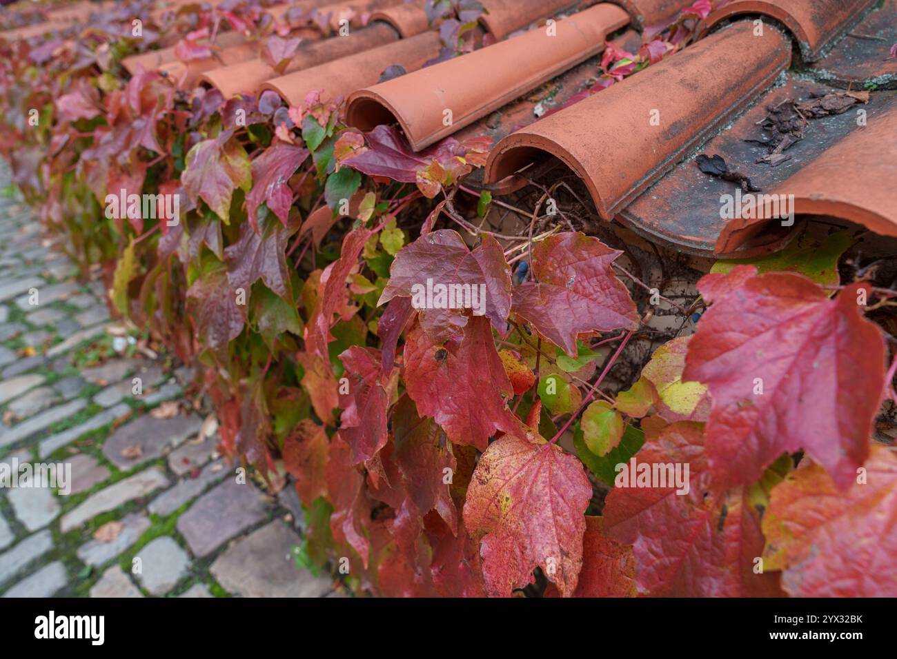Una recinzione bassa, ricoperta da vecchie tegole e ricoperta di viti con foglie autunnali. Foto Stock