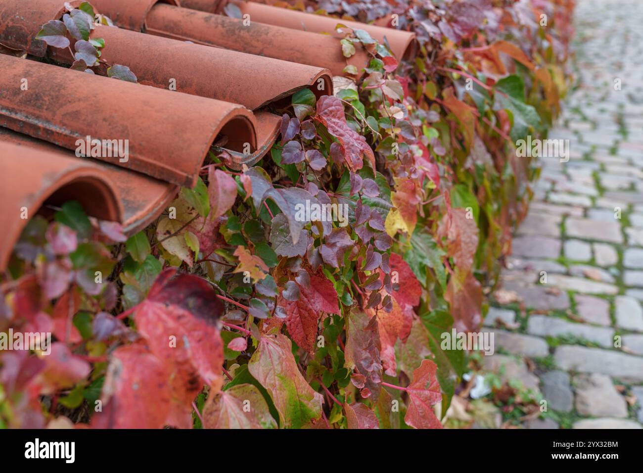 Una recinzione bassa, ricoperta da vecchie tegole e ricoperta di viti con foglie autunnali. Foto Stock