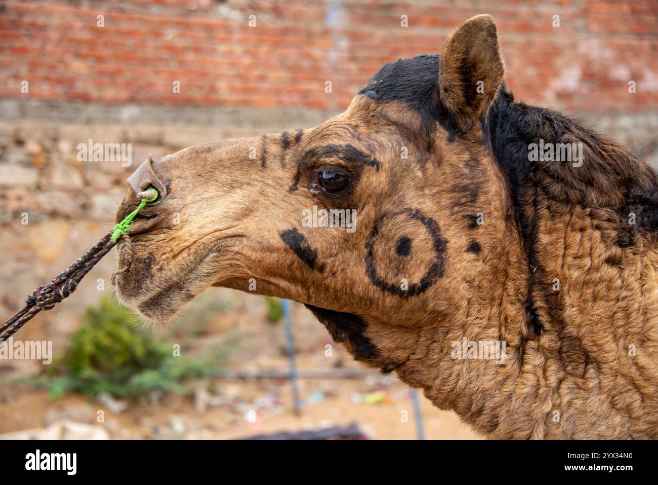 Primo piano di cammello con volto dipinto alla Fiera di Pushkar, Rajasthan, India, 28 gennaio 2024 Foto Stock