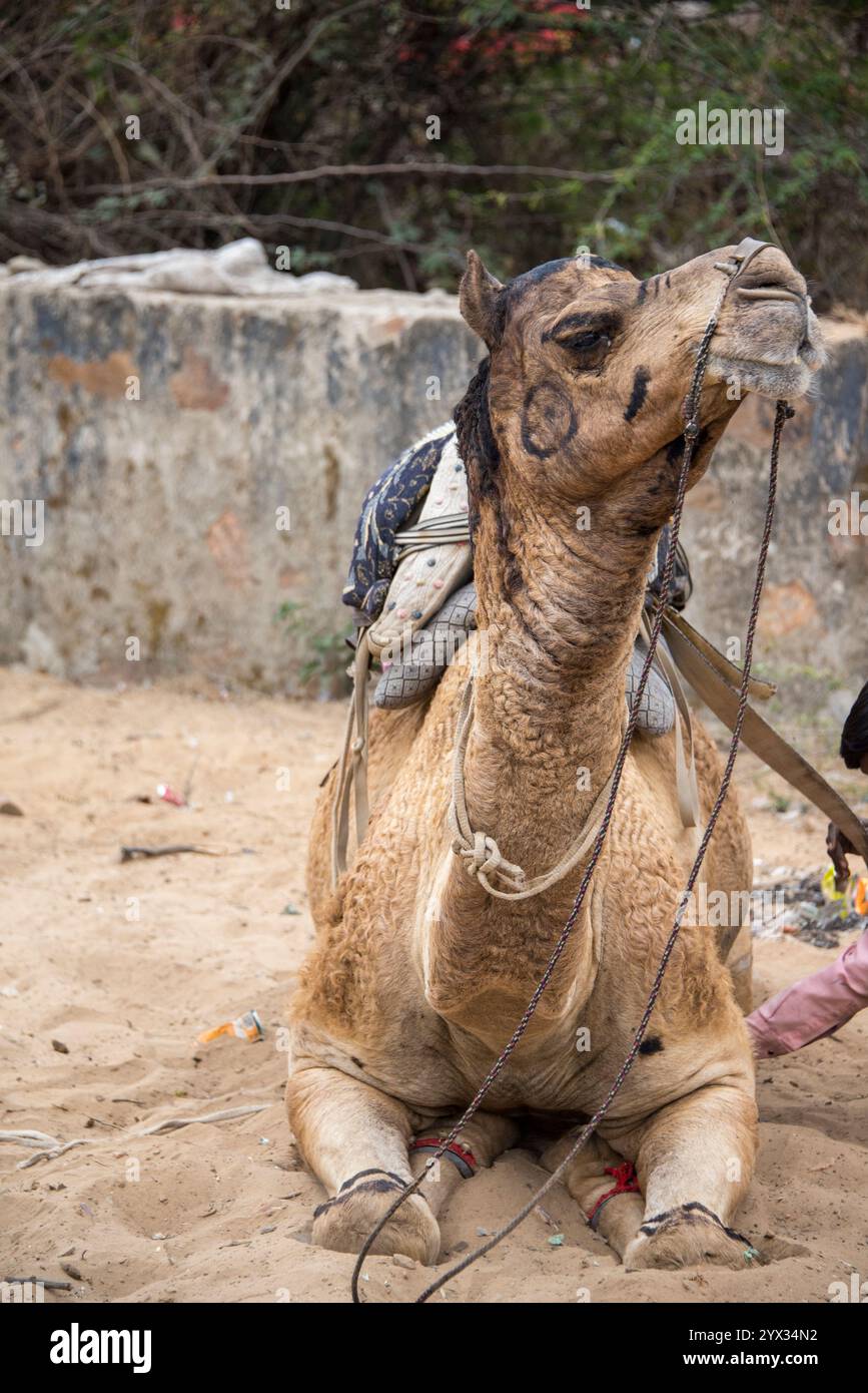 Cammello con volto dipinto durante la pausa safari nel deserto, Pushkar, Rajasthan, India, 28 gennaio 2025 Foto Stock