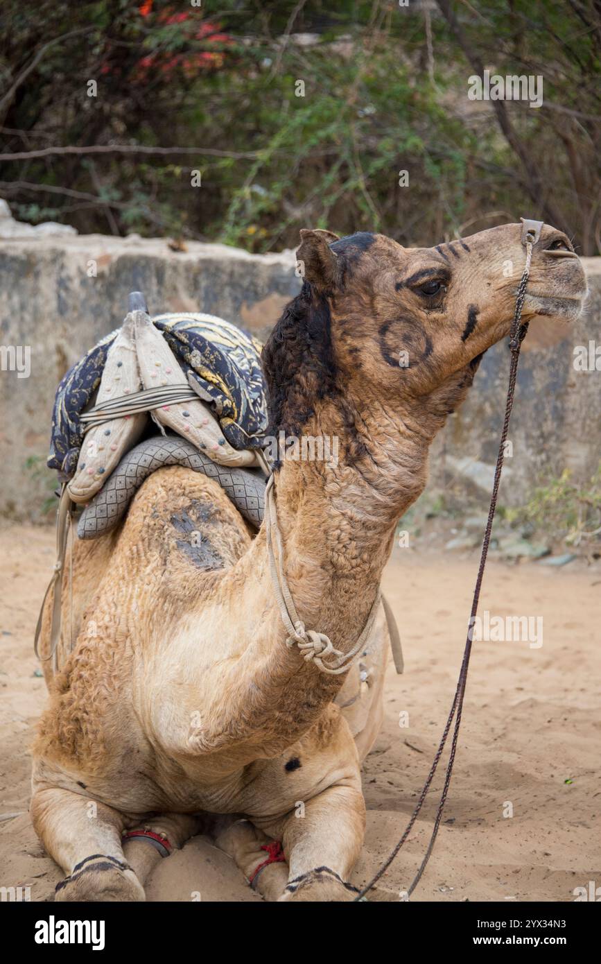 Cammello con volto dipinto durante la pausa safari nel deserto, Pushkar, Rajasthan, India, 28 gennaio 2025 Foto Stock