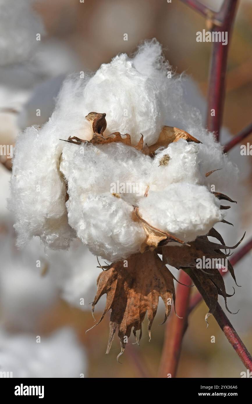 Cotone maturo con bolls aperti pronto per la raccolta Foto Stock