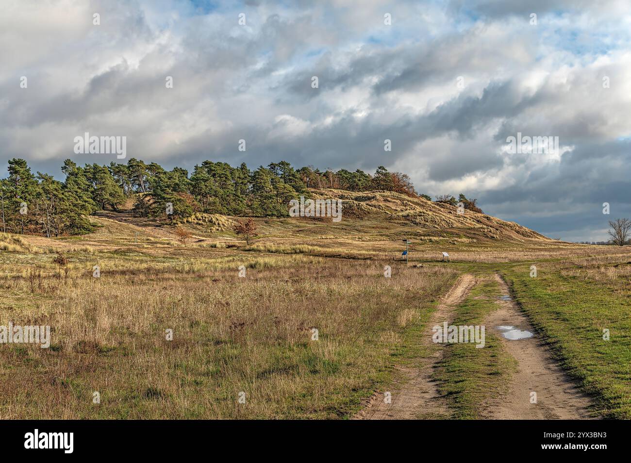 Riserva naturale di dune interne nei pressi di Klein Schmölen, la più grande duna interna d'Europa, Meclemburgo-Pomerania Occidentale, Germania Foto Stock