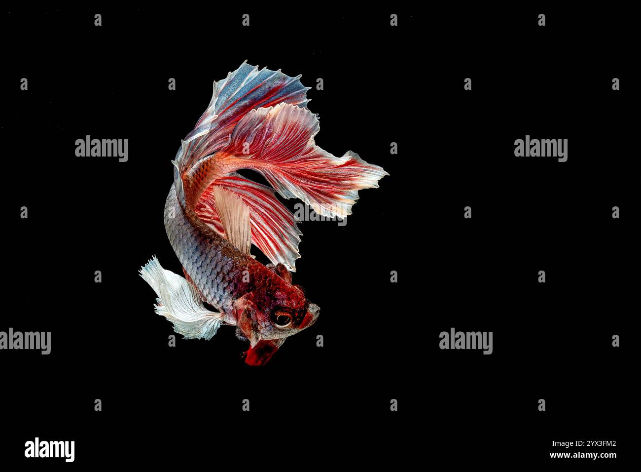 Betta Fish Halfmoon Dumbo Ear su sfondo nero Foto Stock