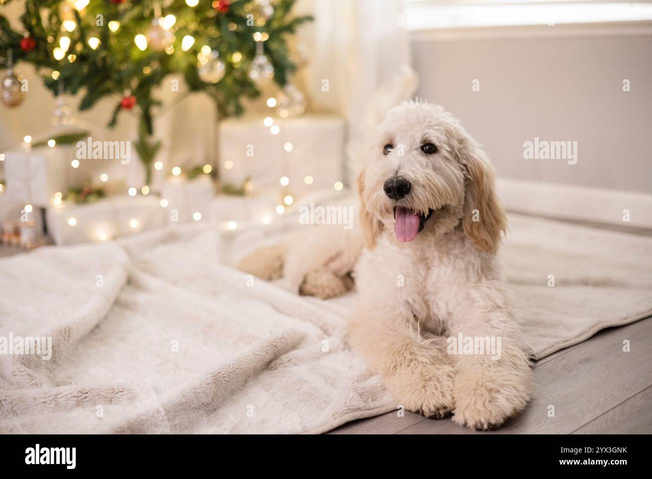 Cane sorridente che si stende davanti all'albero di natale Foto Stock