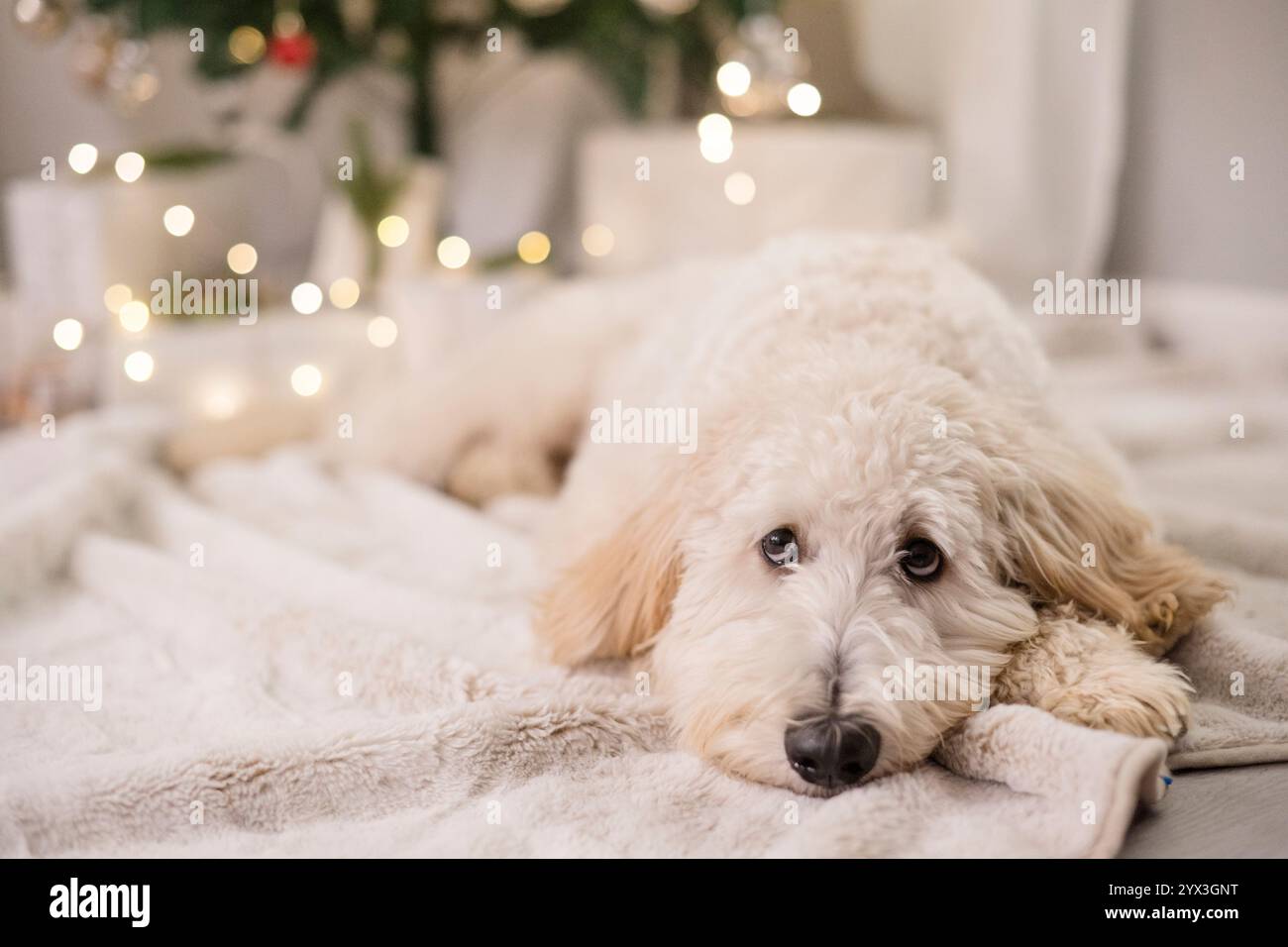 Cane con gli occhi di cane di cucciolo davanti all'albero di natale Foto Stock