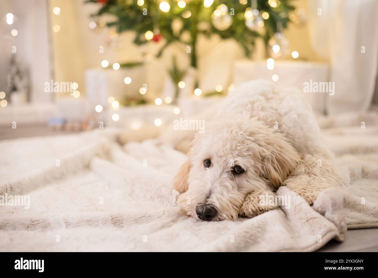 Un cane dall'aspetto triste che si stende davanti all'albero di natale Foto Stock