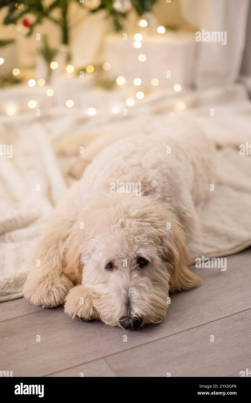 Cane depresso giacente davanti all'albero di natale Foto Stock